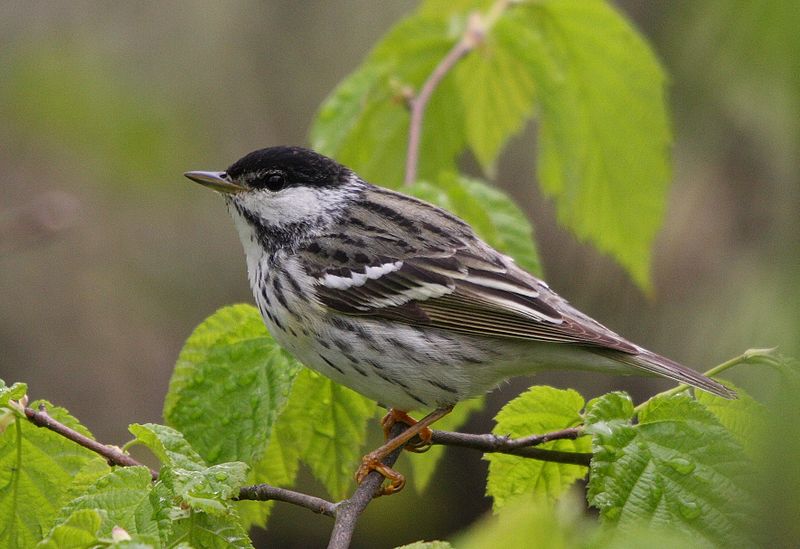 New Proof Confirms Amazing Warbler Migration
