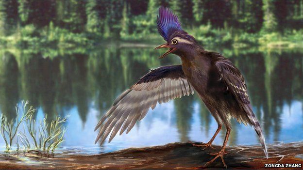 New Fossils Show Birds are Older than Thought