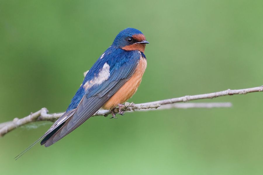 Chemicals and GPS Track Swallow Migration Routes