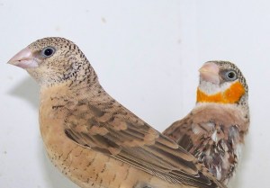 Orange mutation Cut throat finch