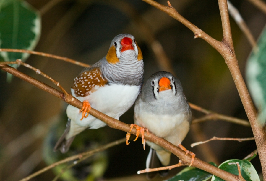Study Shows Zebra Finch Know When Mates Are Stressed