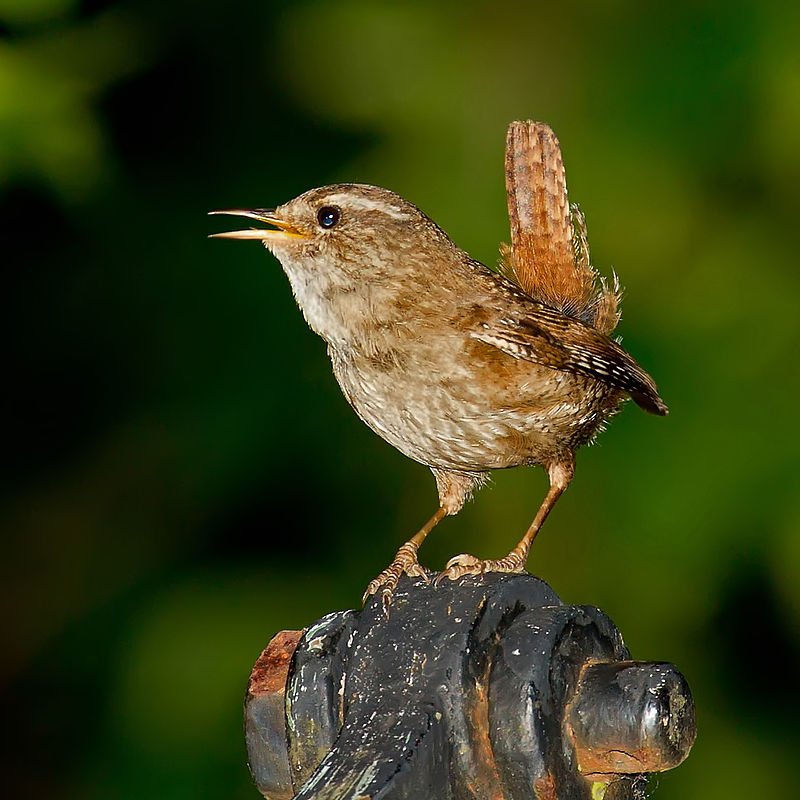 Common Bird Populations Altered by Climate Change